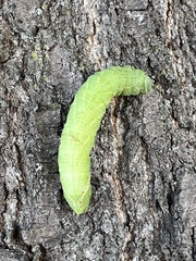 Paonias excaecata