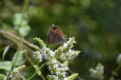 Pyronia cecilia