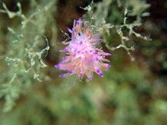 Flabellina affinis