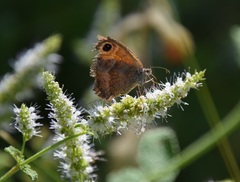 Pyronia cecilia