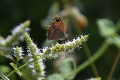 Pyronia cecilia