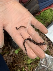 Plethodon cinereus image