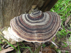 Trametes versicolor