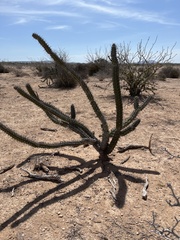 Stenocereus gummosus