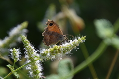 Pyronia cecilia