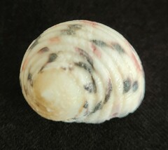 Nerita versicolor