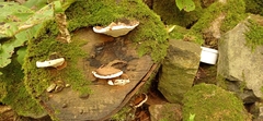 Ganoderma