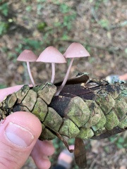 Mycena seynii
