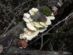 Trametes versicolor