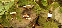 Ganoderma