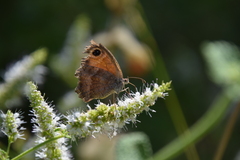 Pyronia cecilia