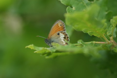 Coenonympha arcania