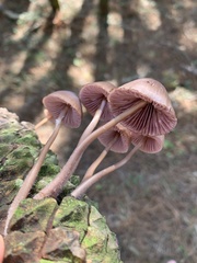 Mycena seynii