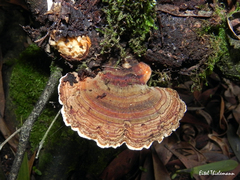 Trametes versicolor