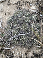 Escobaria missouriensis