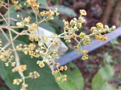 Buddleja