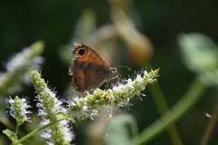 Pyronia cecilia