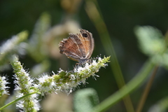 Pyronia cecilia