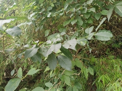 Ilex macrocarpa