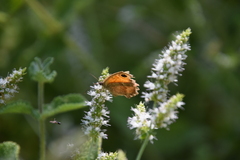 Pyronia cecilia