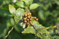 Zanthoxylum piperitum