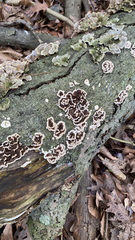 Peniophora albobadia