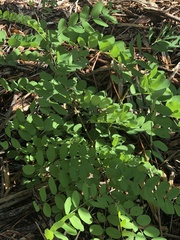Robinia neomexicana