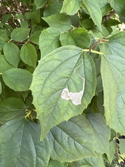 Liriomyza philadelphivora