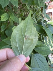 Liriomyza philadelphivora