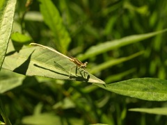 Platycnemis