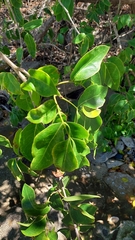 Xylocarpus granatum image