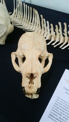 Arctocephalus philippii