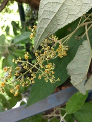 Buddleja