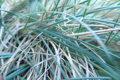 Festuca