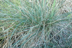 Festuca