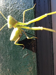 Sphodromantis viridis