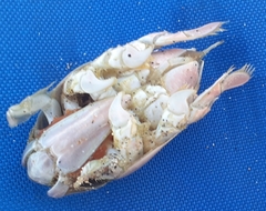 Emerita analoga