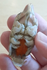 Emerita analoga