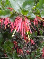Tristerix corymbosus