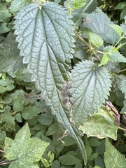 Agromyza pseudoreptans