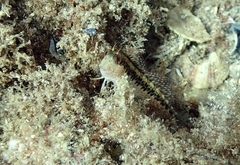 Parablennius pilicornis