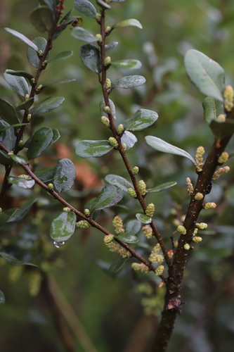 Myrica mildbraedii
