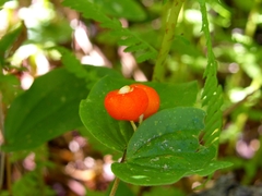 Prosartes trachycarpa