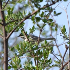 Setophaga nigrescens