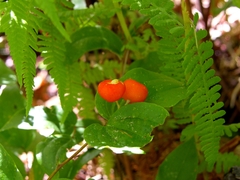 Prosartes trachycarpa