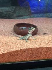 Pogona