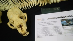 Arctocephalus philippii