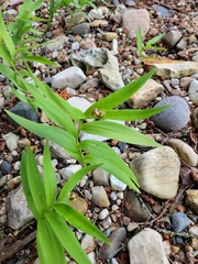 Maianthemum stellatum