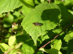 Xylota sylvarum