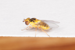 Thaumatomyia